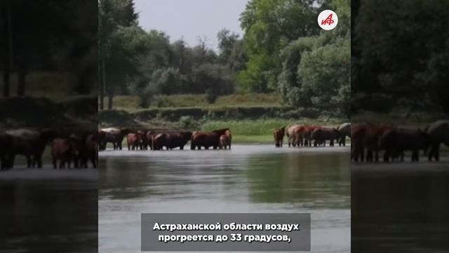 Жара, грозы и похолодание: какая погода ждёт россиян на этой неделе смотреть онлайн