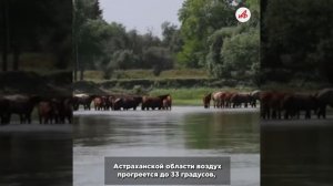 Жара, грозы и похолодание: какая погода ждёт россиян на этой неделе