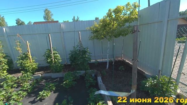 7 соток. Клубника обильно зреет.  Хроника 22 июня 2026 год