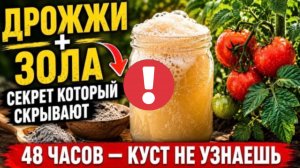 Все дают дрожи огороду неправильно! Рецепт с золой - и что происходит с корнями за 48 часов