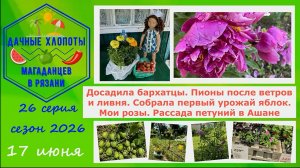 Досадила бархатцы. Пионы после ветра и ливня. Собрала первый урожай яблок. Мои розы. Рассада петуний
