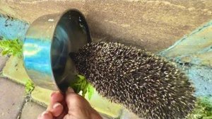 В Тайгане даже ЕЖИКИ ручные и какие-то милые❤️
