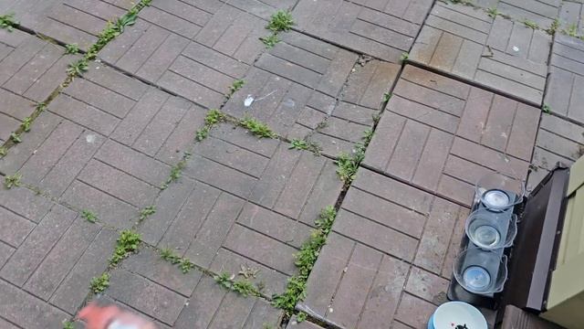🔥Енотик пришёл за добычей, боится Пирата 🐈⬛ смотреть онлайн
