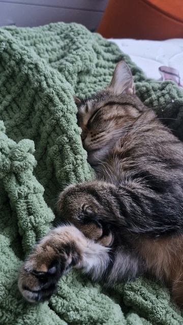 Кот Лёлик принц смотреть онлайн