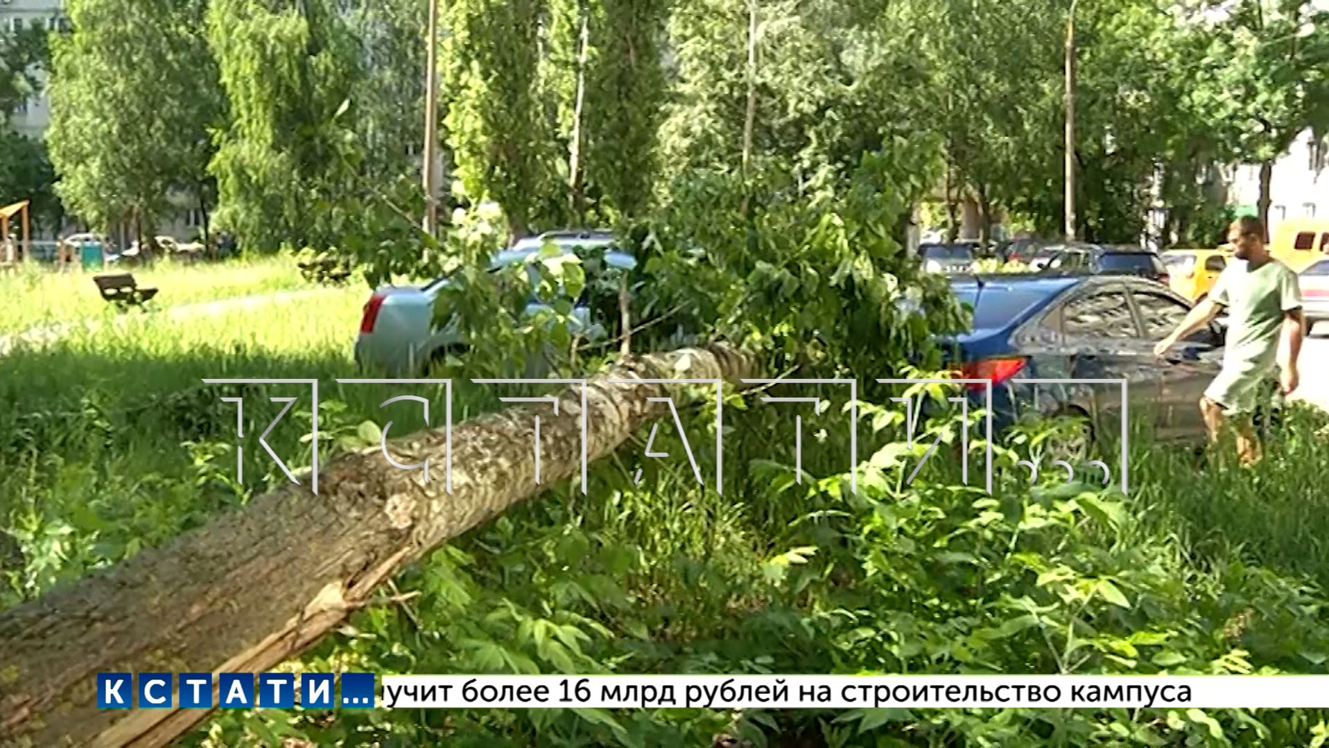 Прямо под камерами видеонаблюдения огромный тополь рухнул и раздавил 4 машины смотреть онлайн