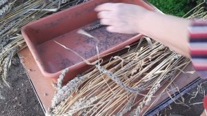 Кущение  яровой  пшеницы