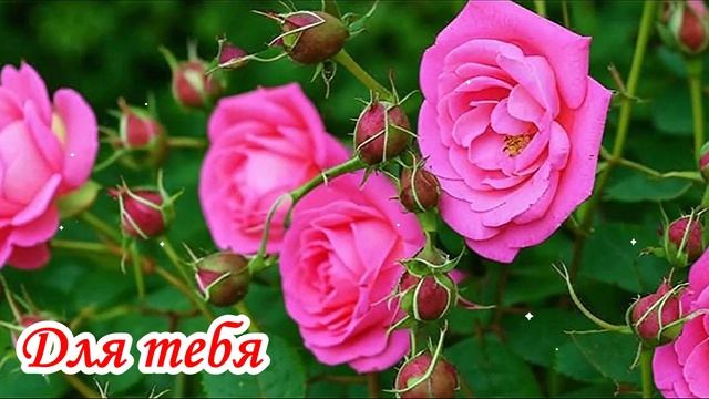 Для тебя. Красивые розы. Музыкальная открытка.