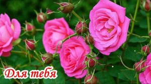 Для тебя. Красивые розы. Музыкальная открытка.