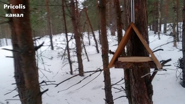 Нашли интересное место в лесу за парком во Владимире