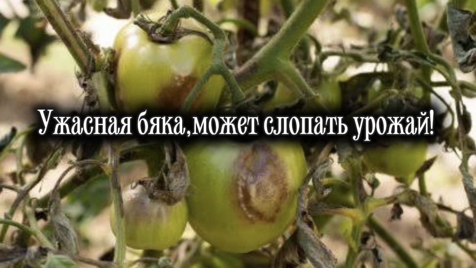 Уже пора! Профилактика фитофтороза.Напрасные опасения смотреть онлайн