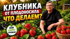Клубника отплодоносила что делать дальше. Полный уход и размножение.