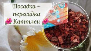 ПОСАДКА - ПЕРЕСАДКА КАТТЛЕИ. Грунт, тонкости, нюансы. Видео от 06-2023