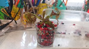 посадка аквариумных растений в кашпо