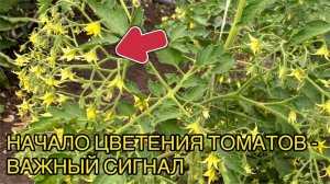 Подкормка томатов в период цветения: 2 проверенных препарата  для суперурожая