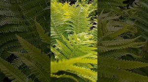 Цветы. Букашки. Летние краски