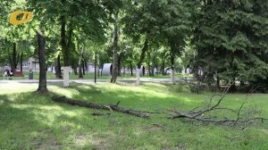 ЖИТЕЛЬ ЖЕЛЕЗНОГОРСКА ОБРАТИЛ ВНИМАНИЕ НА УПАВШЕЕ ИЗ-ЗА НЕПОГОДЫ ДЕРЕВО