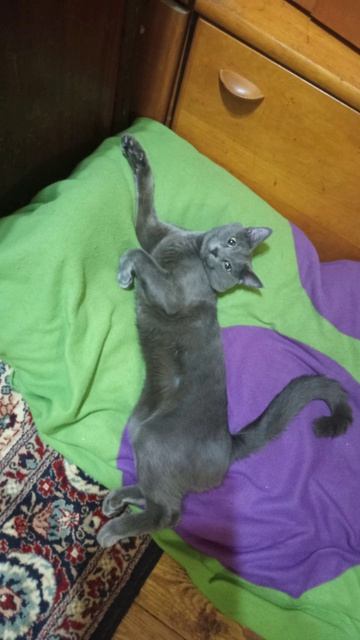 Кот Атос любит хорошо отдохнуть! #shorts #котатос #животные #коты #кошачийотдых смотреть онлайн