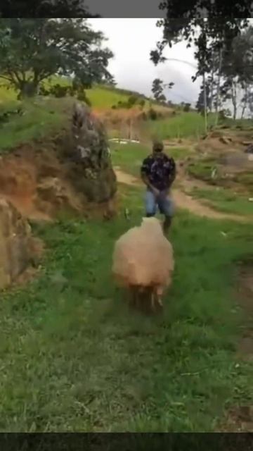 Каждый мужчина видит себя тореадором 😁 смотреть онлайн