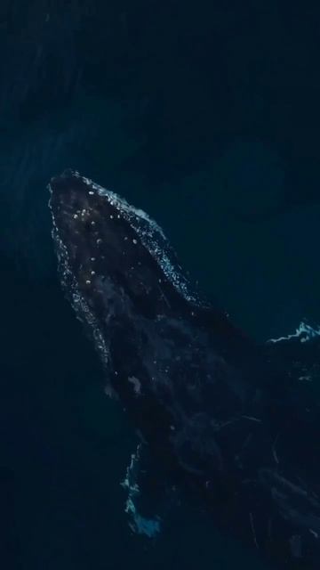 🐳 ГОРБАТЫЙ КИТ 🐋