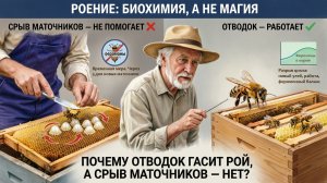 Инстинкт роения — это биохимия, а не магия. Почему отводок гасит рой, а срыв маточников — нет? 🐝🔬