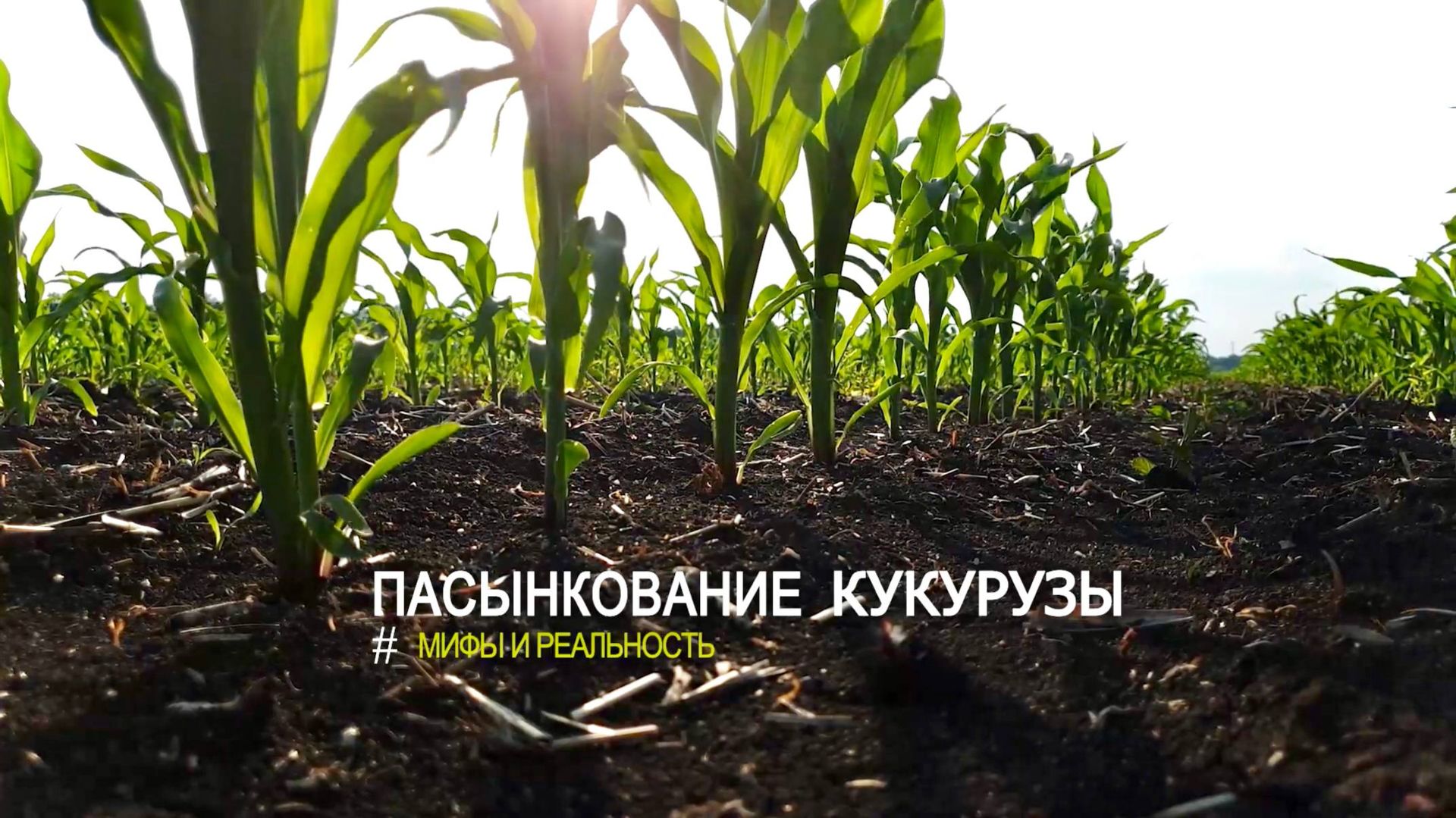НА ЧТО ВЛИЯЕТ ПАСЫНКОВАНИЕ КУКУРУЗЫ? смотреть онлайн