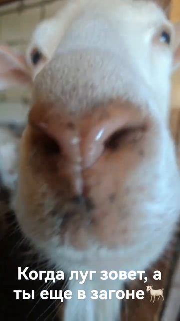 Когда луг зовет, а ты еще в загоне🐐