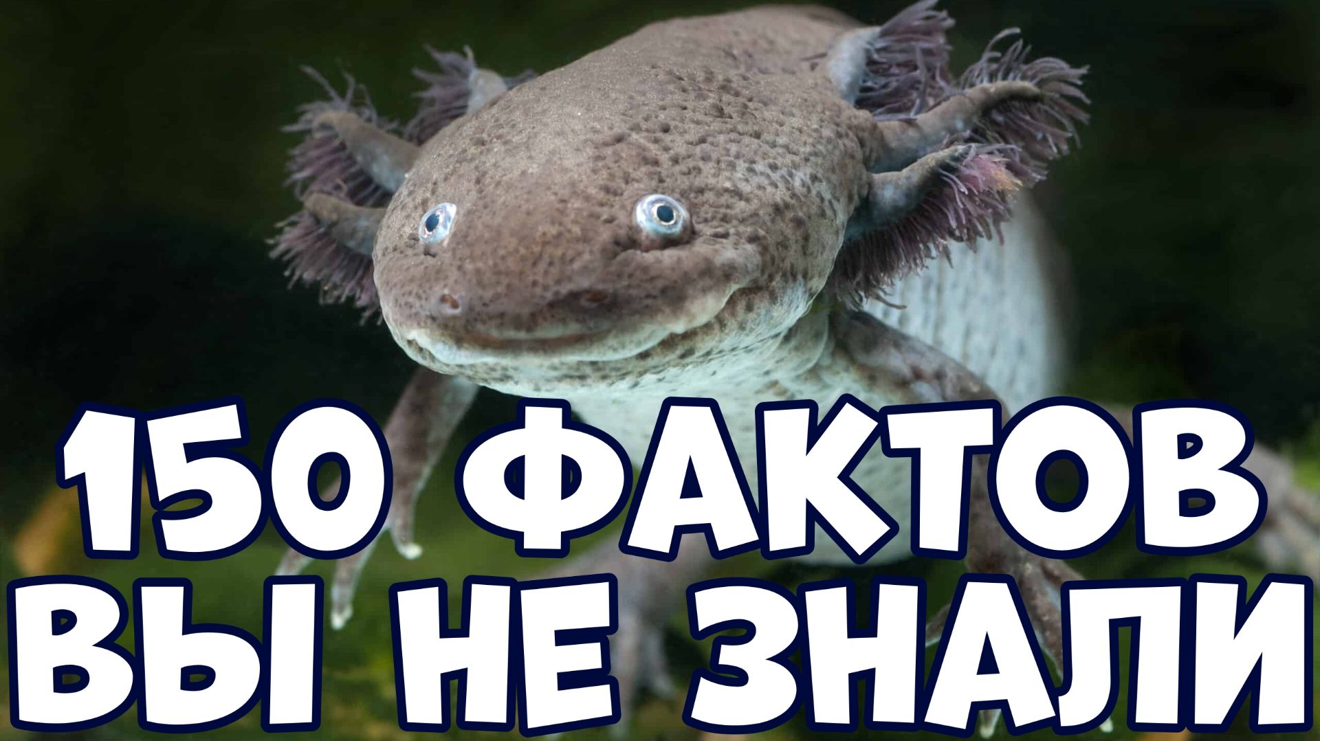 150 МАЛОИЗВЕСТНЫХ ФАКТОВ, КОТОРЫЕ ВЫ ДАЖЕ НЕ ЗНАЛИ смотреть онлайн