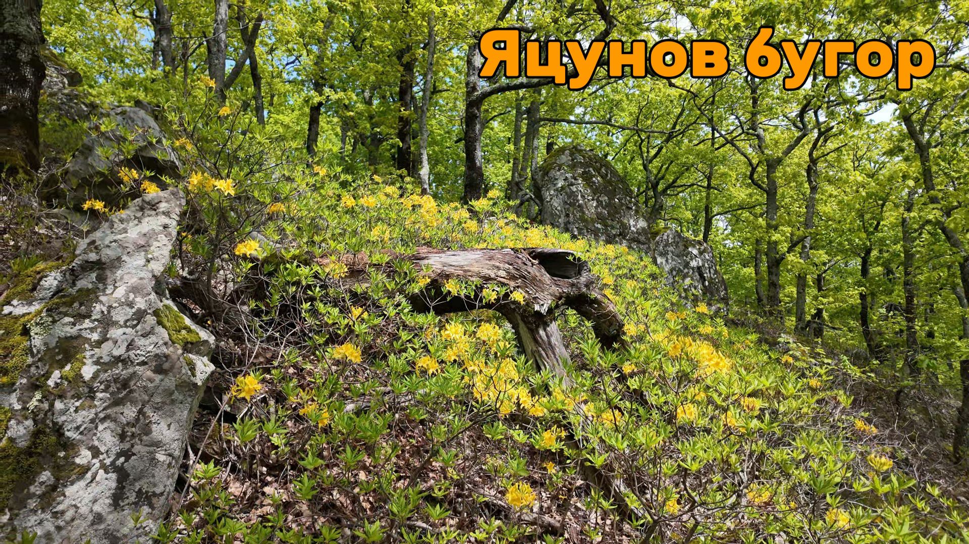 Рододендроны и Яцунов бугор