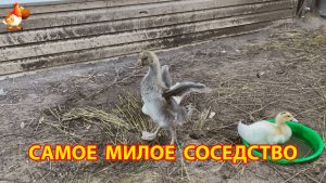 Гусёнок, утята, эму и цыплята (1) – самое милое соседство малышей на страусином дворике