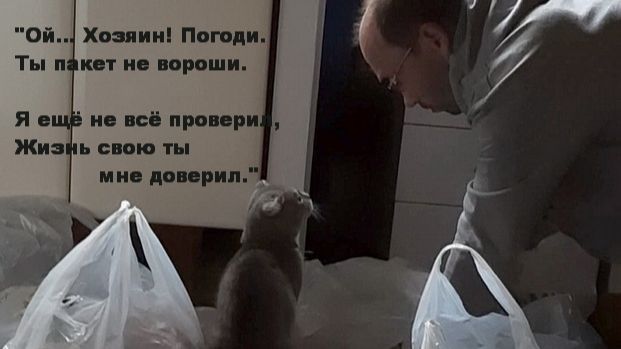 Коты проверяют продукты.