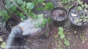 Несу свой крест - помогаю маме - поливаю растения