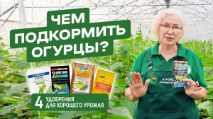 ЧЕМ ПОДКОРМИТЬ ОГУРЦЫ: 4 удобрения для хорошего урожая