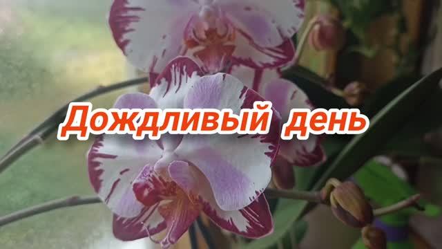 22.06.2026 Дождливый день.