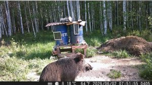 Фотоловушка на площадке №2 май-июнь 2026