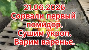 21.06.2026. Сорвали первый помидор. Сушим укроп. Варим варенье