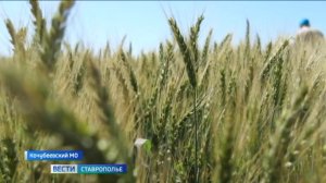 На Ставрополье идет подготовка к уборке зерна