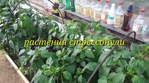 2532.  Рассадный 26. Некорневая подкормка, когда и чем?
