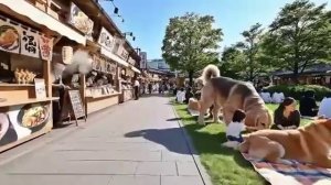 Я пытался взаимодействовать с животными в знаменитом гигантском зоопарке.