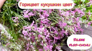 ГОРИЦВЕТ КУКУШКИН ЦВЕТ Silene flos-cuculi