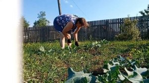 Добралась до капусты. Огородные дела