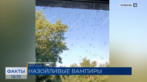 Жители Кубани пожаловались на особенную кровожадность комаров этим летом