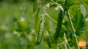 Стручковый горошек: молодо-зелено... И вкусно! Доброе утро. Фрагмент выпуска от 22.06.2026