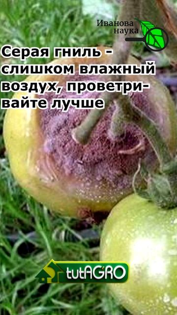 ⚠️ Чернеют, гниют или трескаются плоды томатов? 🍅 Избавьтесь от этих проблем раз и навсегда!