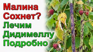 Погибает малина? Лечим дидимеллу.