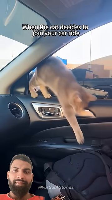 лучший момент с котом 🐈 уличные коты милые моменты кошатница очаровательный кот