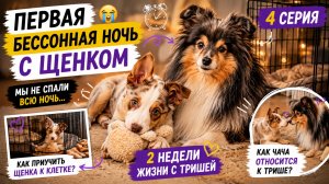 Первая бессонная ночь со щенком 😭 | Как приучить щенка к клетке? 4 влог