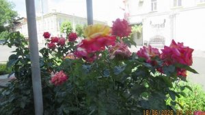slideshow (2) Цветы в Таганроге Вып. 4   Муз. С. Грищука - Тебе одной
