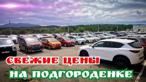 СВЕЖИЕ ЦЕНЫ НА ПОДГОРОДЕНКЕ