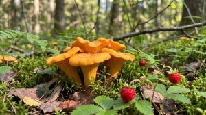 ЛИСИЧКИ ПОШЛИ! И сладкий бонус — земляника. Летний лес в самом разгаре