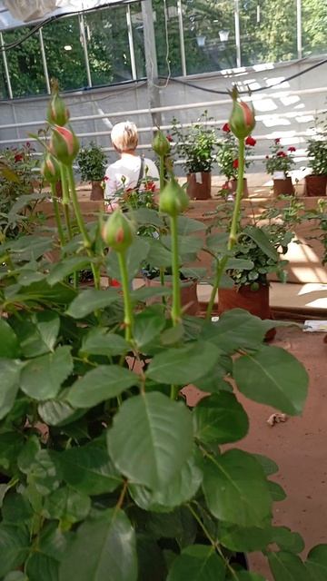 VID_20250703_153543